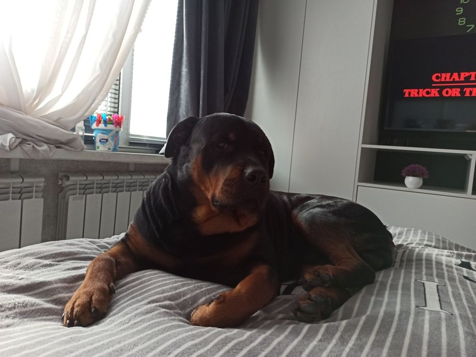 Вязка кобель Ротвейлер.