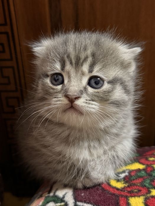 Мушук  Шотландский Вислоухи