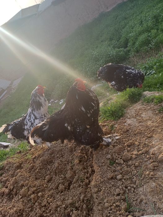 Продаются мрамор брама остолось 3 петуха все здоровые и крупные