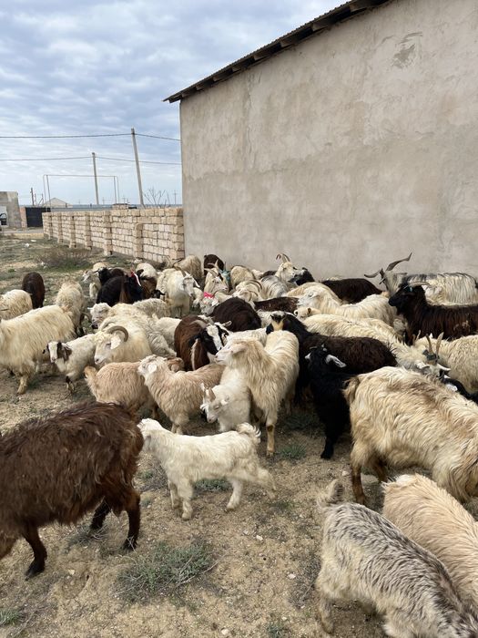 Лақты ешкілер сатылады