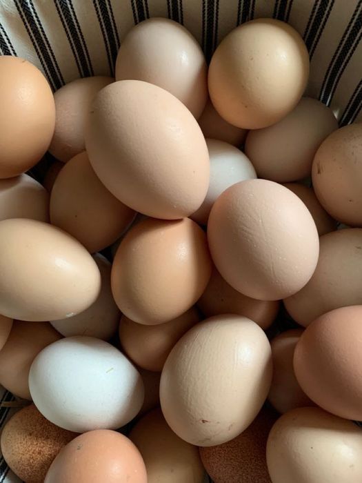 Тухумлар 1.500 сум