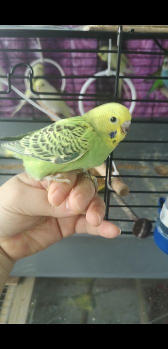 Peruși pui și adulti