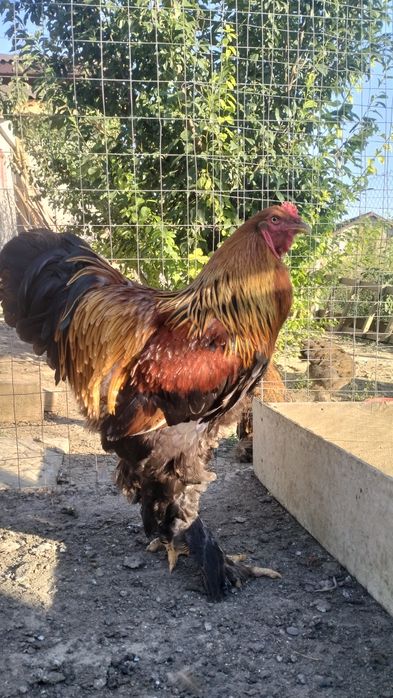 Cocos brahman tineri