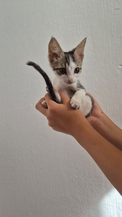 Марғаулар беремін