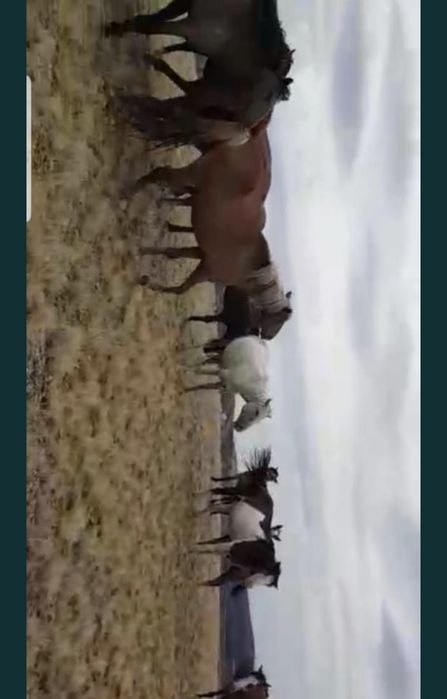 Продам лошадей (табун)