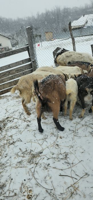 Se vinde capre alpine și sanne