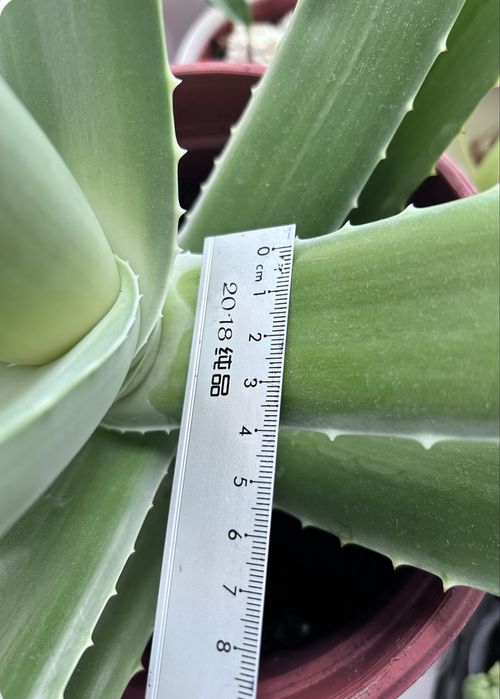 Продам алоэ Вера