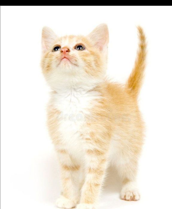 Британские котята готовы к продаже