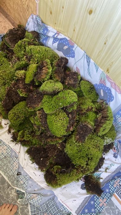 Улитка Ахатина для лицо домашный