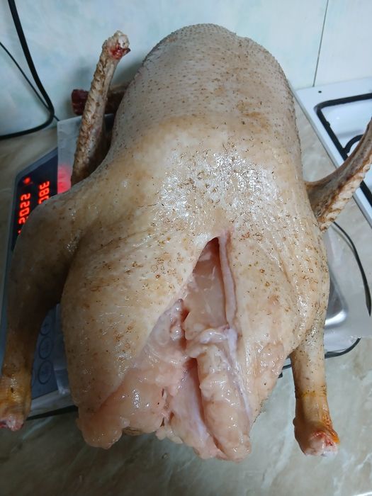 Продаю домашних гусей