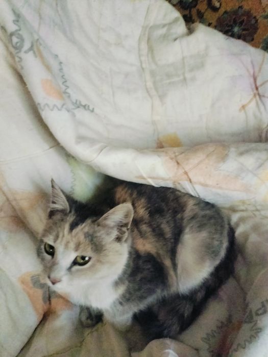 Пушистый которебенок ищет родителей