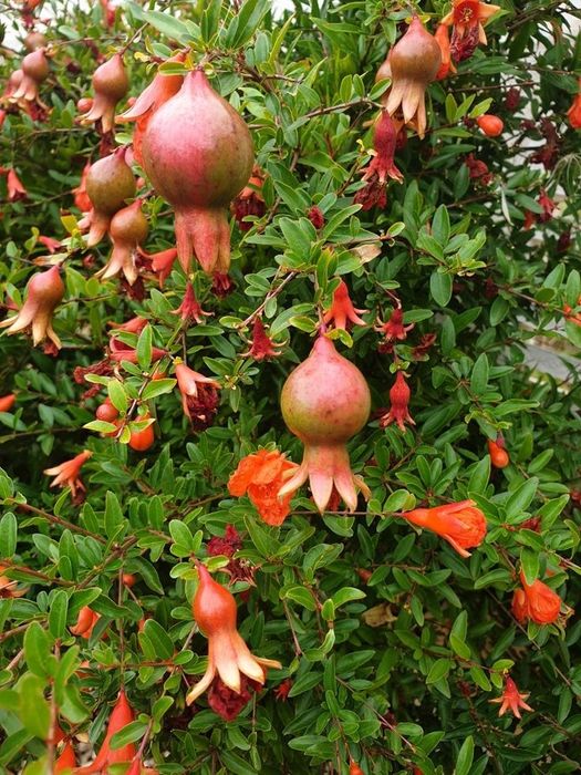 Pruni Stanley, top taste, diverse soiuri de Ciresi pe Gisella livrare