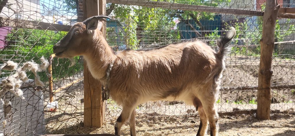 Порода алпииская