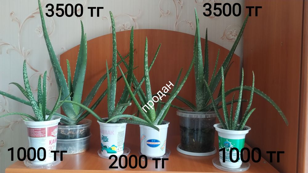 Алоэ вера продам