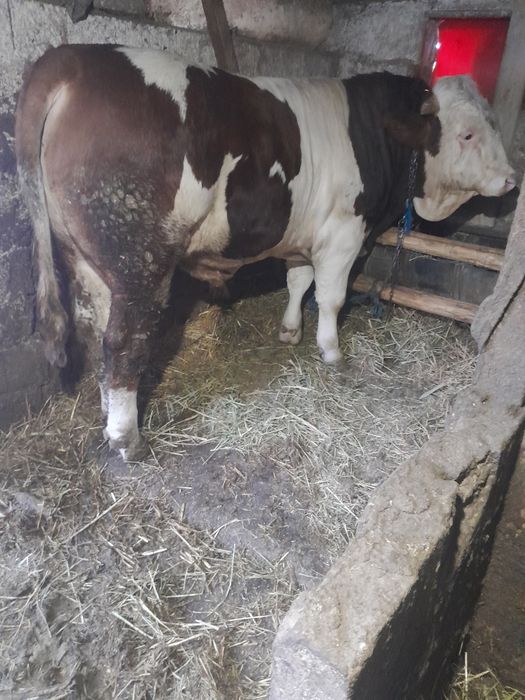 Taur bălțat de vînzare