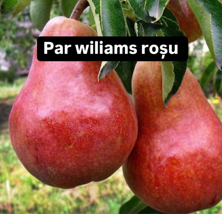 Pomi fructiferi clasici - OFERTA 10+1 GRATIS