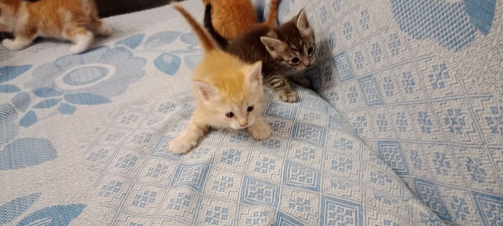 срочно отдадим котят