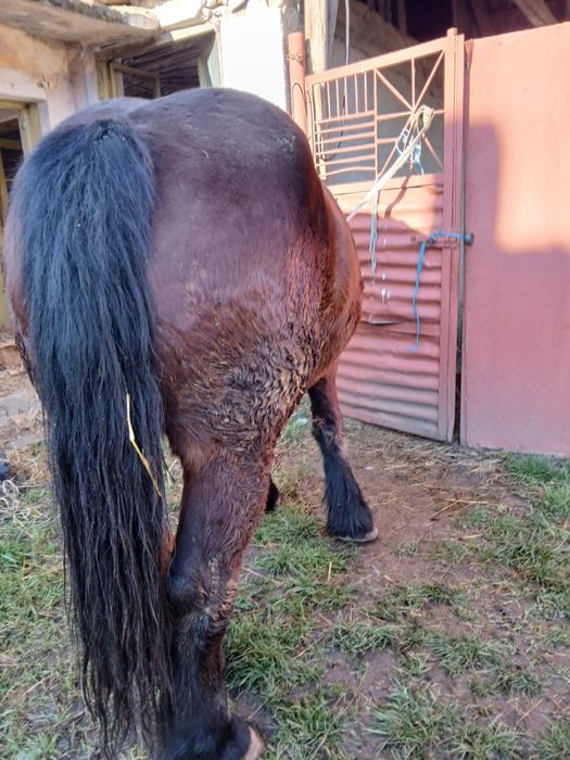 Manza de 3/4 ani de vânzare