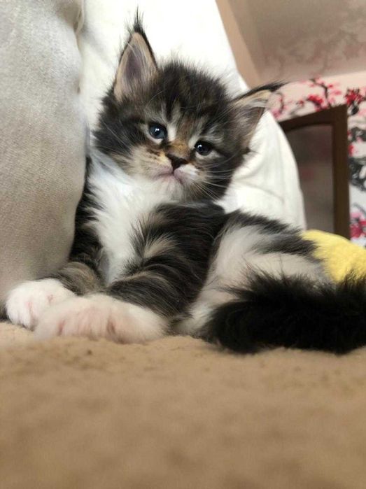 Котята Мейн кун!!!