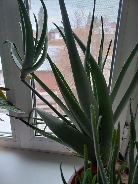 Алоэ вера продам