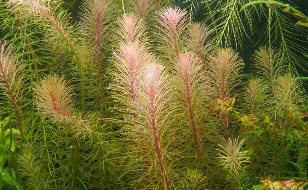 Аквариумные растения - Роталлы