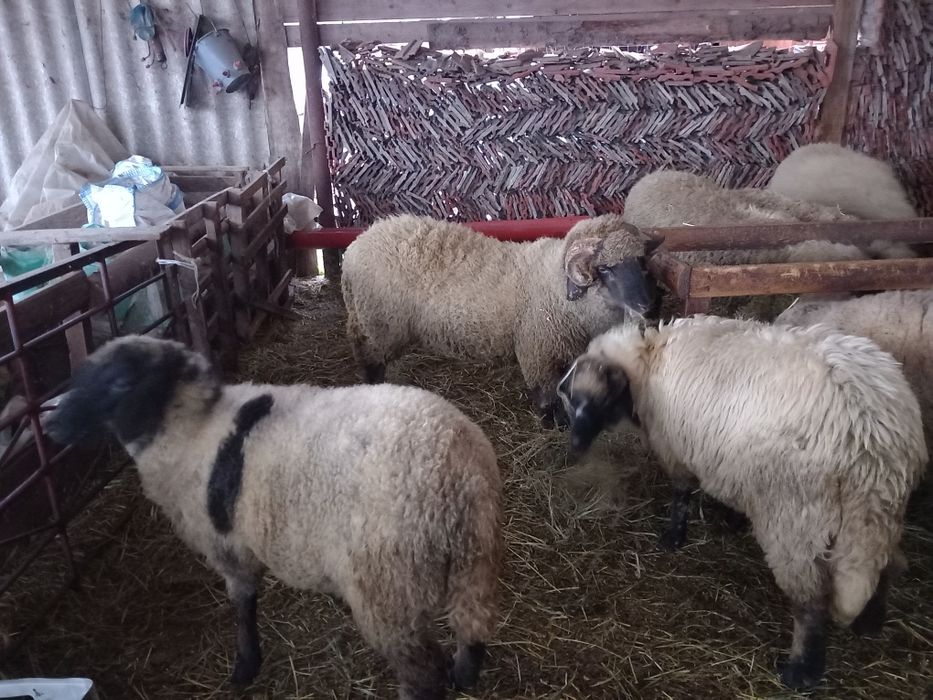 Berbecuț din primavara