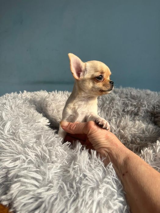Продам щенка чихуахуа