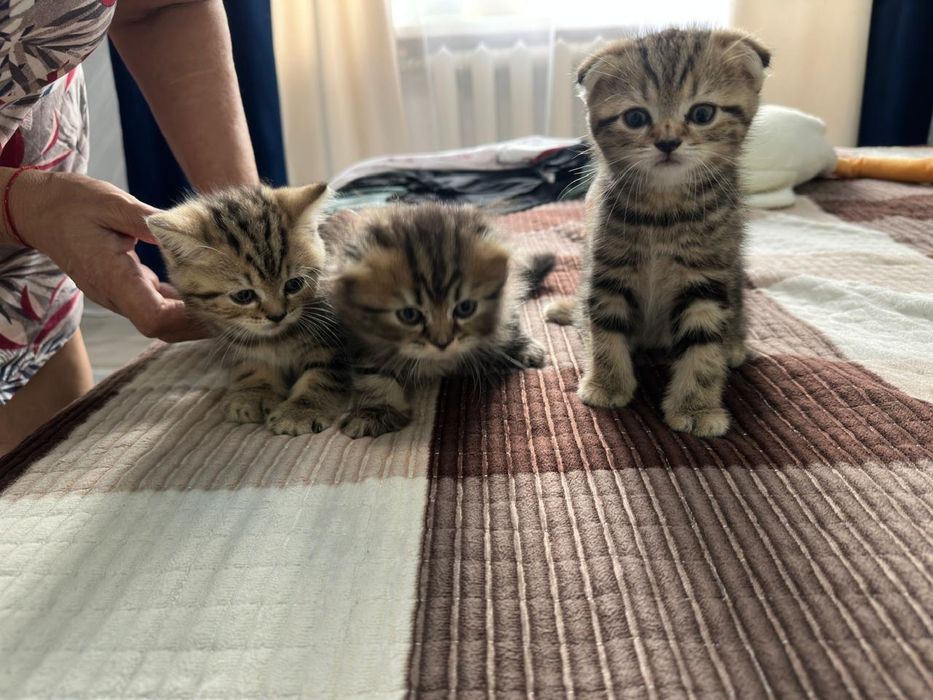 Продам шотланских котят