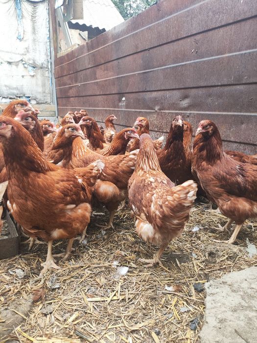 Продам курочек ломан браун