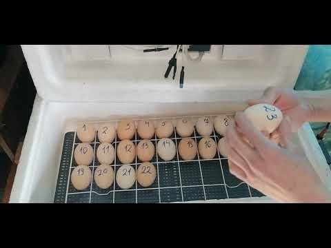 Inkubator shojeleri