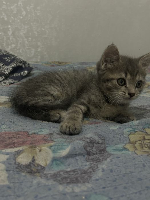 Отдаем котенка в хорошие руки