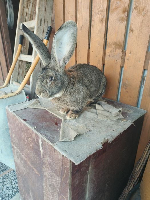 Iepuri Urias gri german