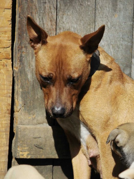 Щенки стафорда и дворянина