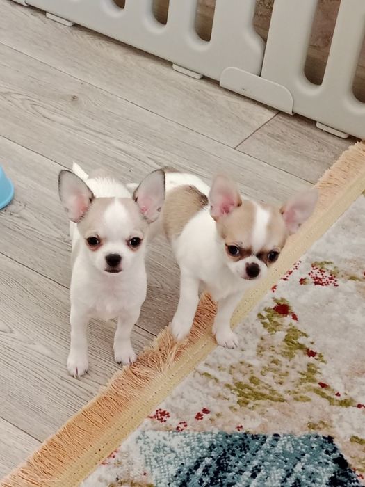 Щенок Чихуахуа -девочка.