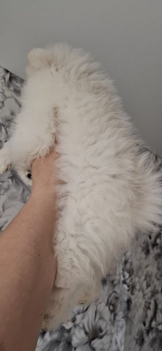 Девочка шпиц белоснежная