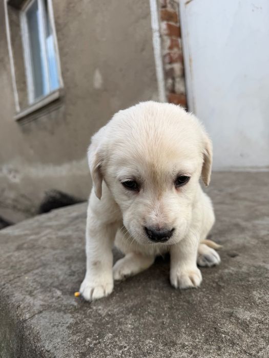 Продавам кученце лабрадорче 200лв