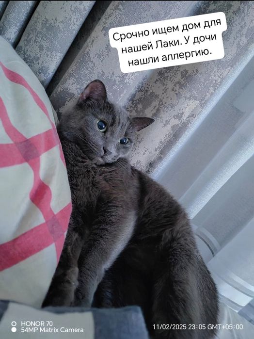 Кошка в добрые руки