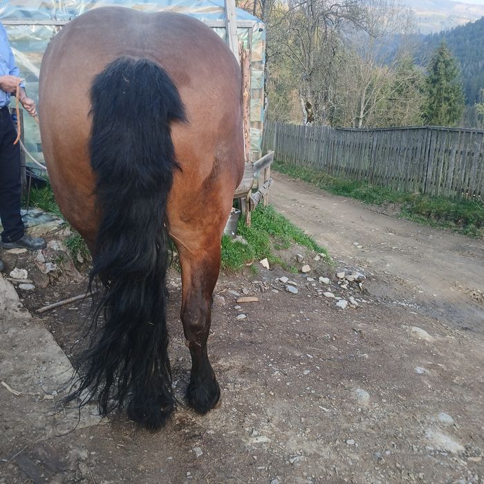 Vând iapă de 5 ani