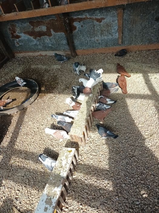 Porumbei de vânzare