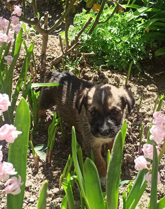 Щенки в хорошие руки