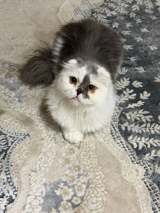 Кошка продается, мальчик