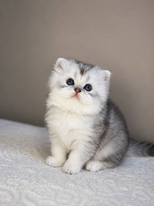 Серебристая шиншилла Британец девочка