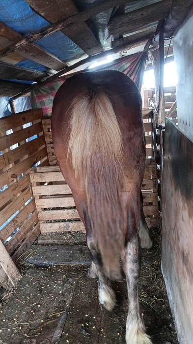 Vand sau schimb manz