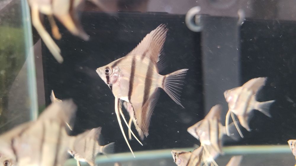 Rio Nanay Angelfish малки