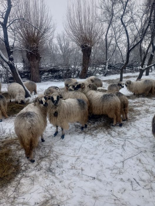 Vând oi țurcane, oacheșe, bucălai și boacăne