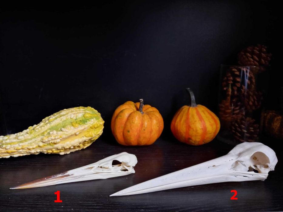 trofeu.trofee.craniu.cranii deosebite Germania