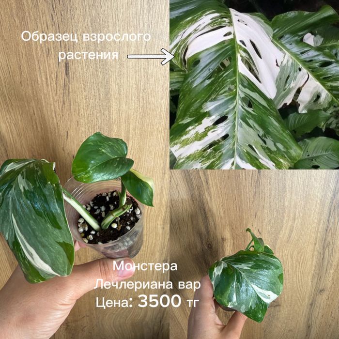 Сингониумы, монстеры