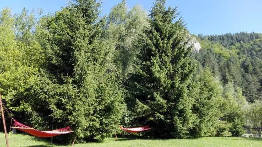 Ofertă Revelion 2026-2027 Pensiune Alpin BRAN
