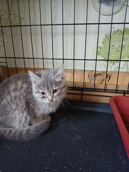 Даром отдам котенка