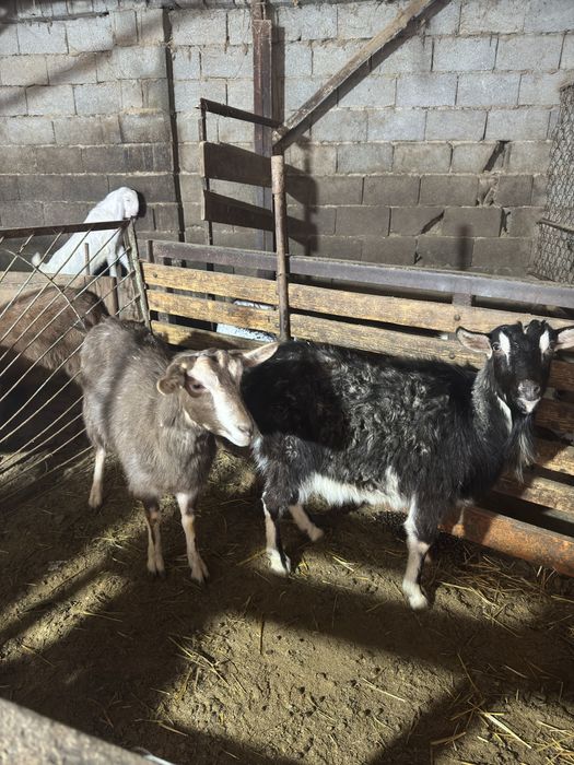 Ешкі сатылады альпи сангу тогенбург